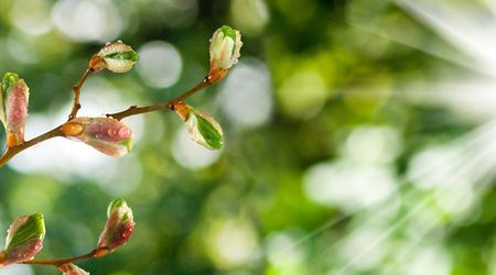 Boosting Biodiversity