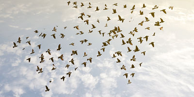 CACEIS launches Biodiversity Guide in collaboration with Zoological Society of London