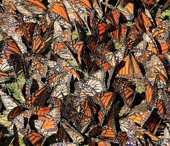 CACEIS & ZSL Biodiversity Guide CACEIS & ZSL Biodiversity Guide