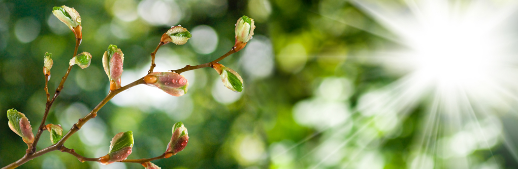 Boosting Biodiversity